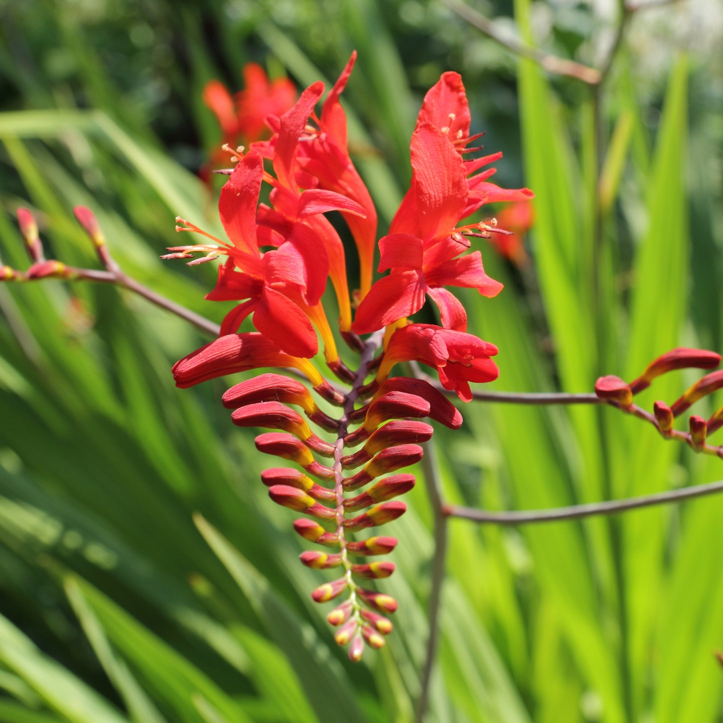 Montbretia (Crocosmia 'Lucifer')