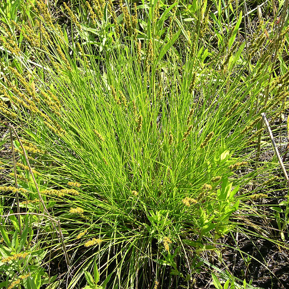 Fox Sedge (Carex vulpinoidea)