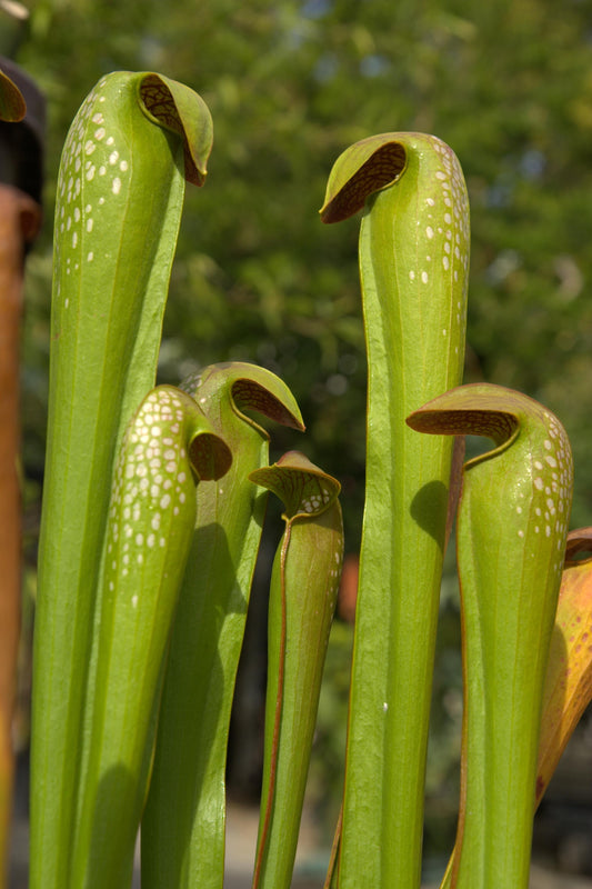 Hooded Pitcherplant (Sarracenia minor)