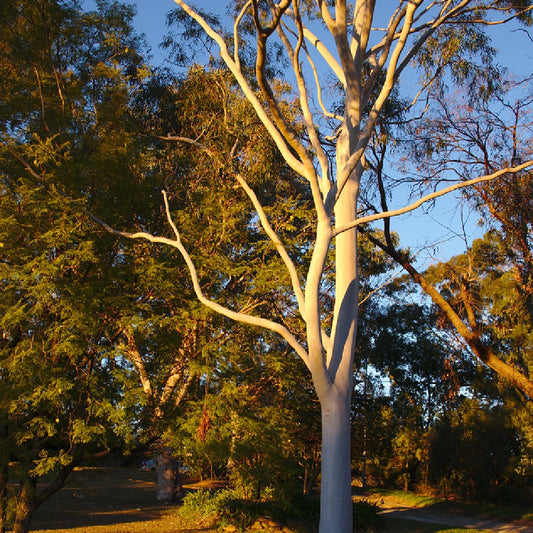 Shining Gum (Eucalyptus nitens)