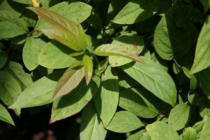 Tassle-white Sweetspire (Itea virginica)