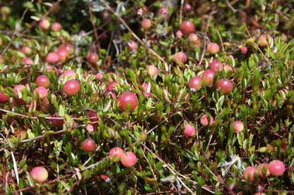 Bog Small Cranberry (Vaccinium oxycoccos)