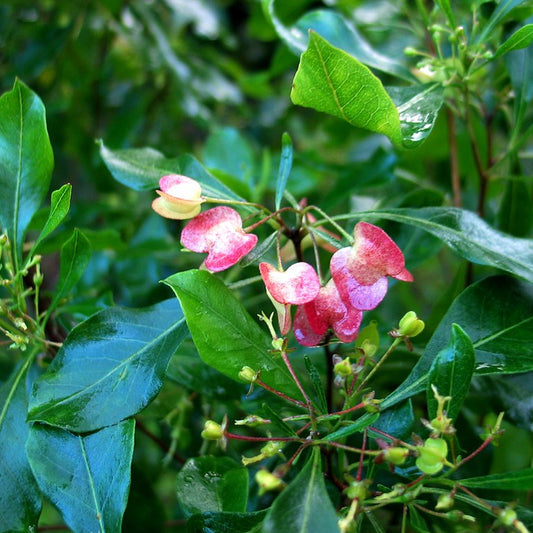 Florida Hopbush Hopsbush Native Hops (Dodonaea viscosa)
