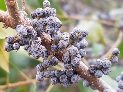 Southern Wax Myrtle (Myrica cerifera dried berries)