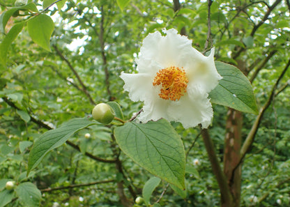 Korean Stewartia Stewartia (Stewartia pseudocamellia var. koreana)