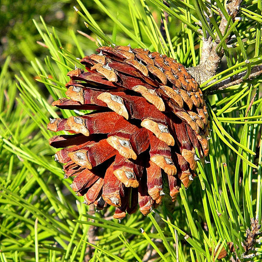 Ocala Sand Pine Pine (Pinus clausa Ocala)