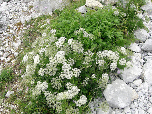 Burnet Saxifrage (Pimpinella anisum)