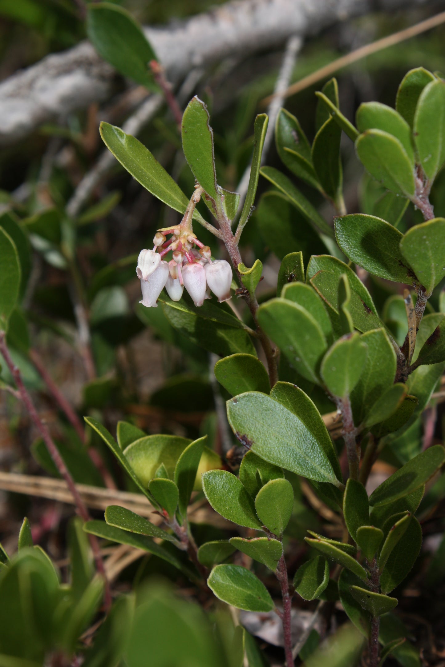 Hardy Manzanita Pine-mat Pinemat Manzanita (Arctostaphylos nevadensis)