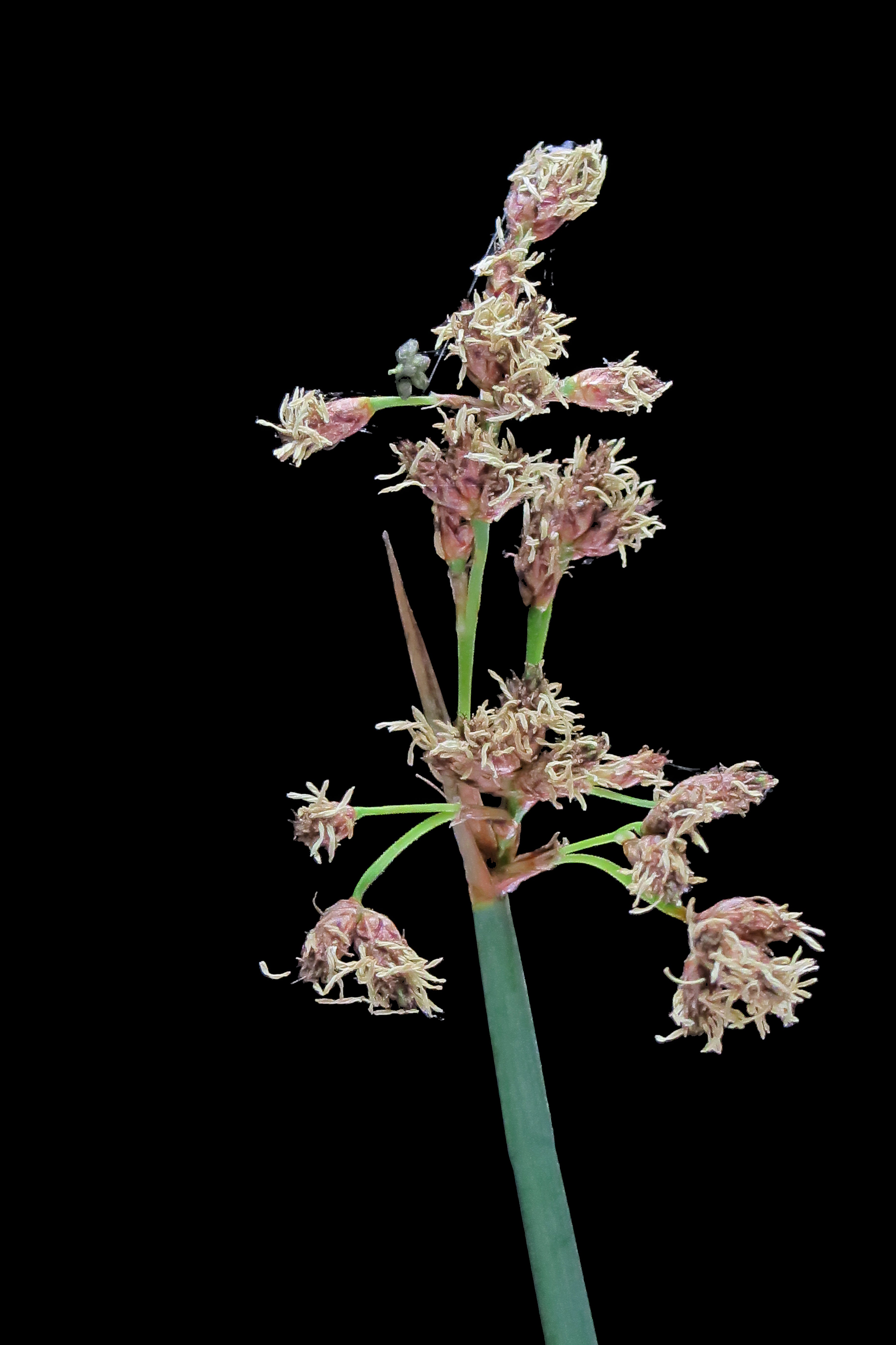 Hardstem Bulrush (Schoenoplectus acutus var. occidentalis) – Sejahtera ...