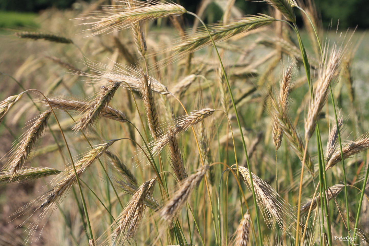 Cereal Rye Cultivated Rye (Secale cereale)