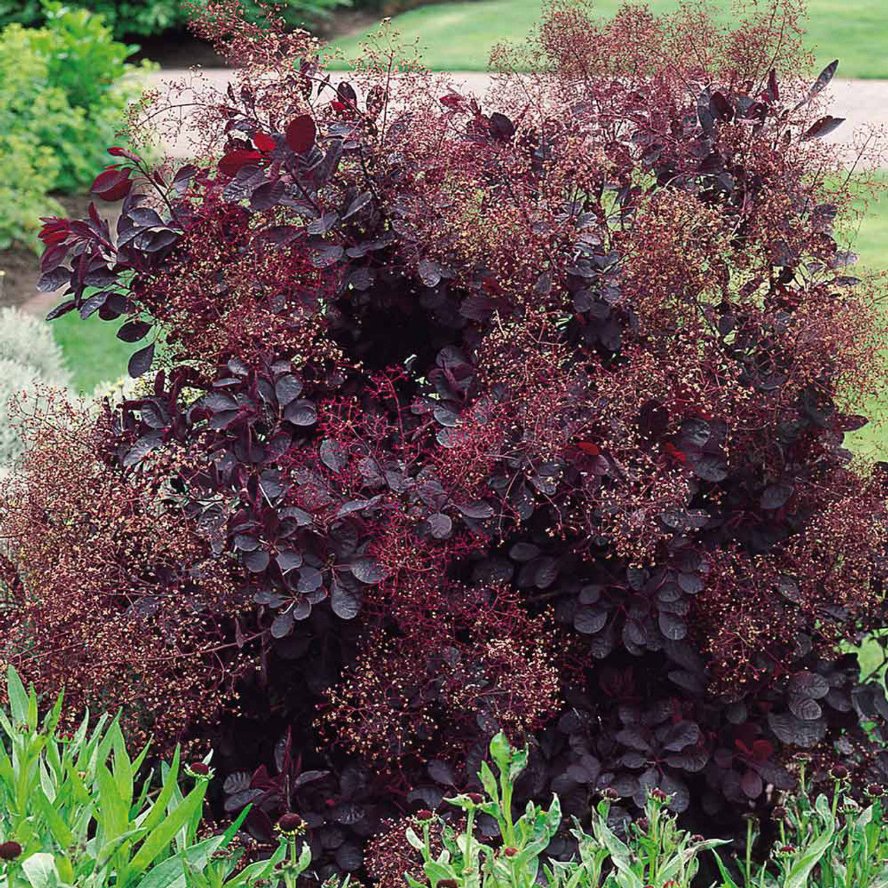 Common Smoketree European Smoke Bush (Cotinus coggygria) – Sejahtera ...