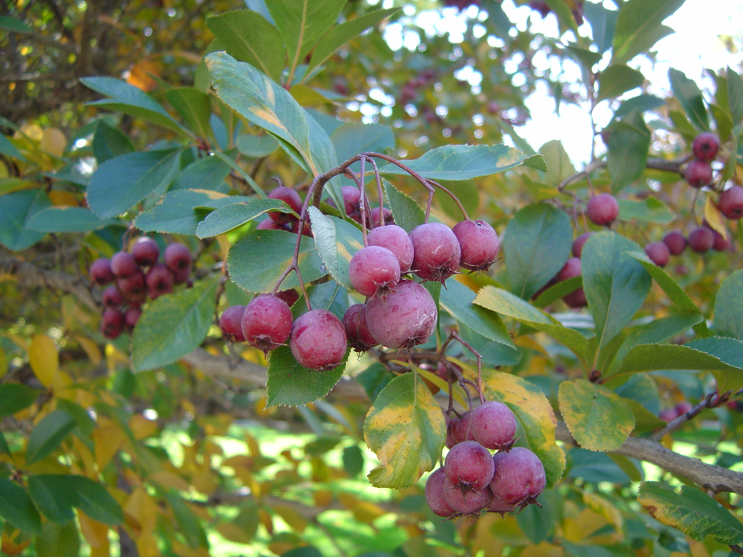 Thornless Hawthorn (Crataegus crus-galli var. Inermis)