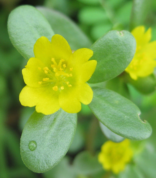 Common Purslane Little Hogweed (Portulaca oleracea)