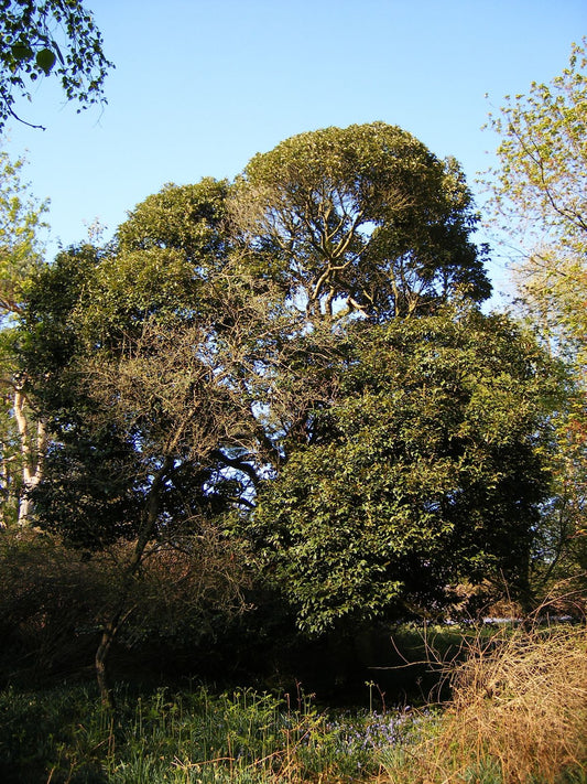 Japanese Chinquapin Japanese Shii (Castanopsis cuspidata)