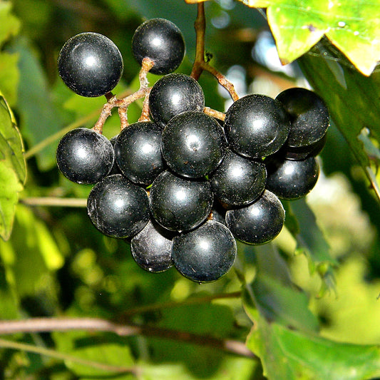 Muscadine (Vitis rotundifolia)