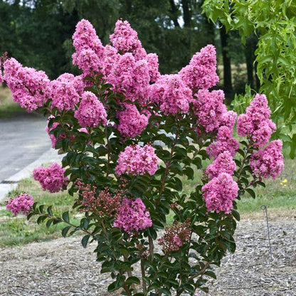 Crape Myrtle Crapemyrtle (Lagerstroemia indica)