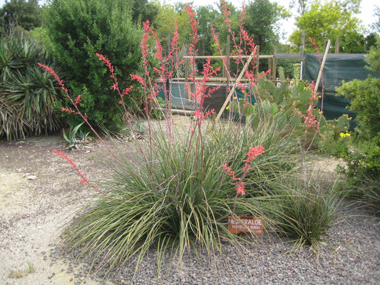 Redflower Yucca (Hesperaloe parviflora)