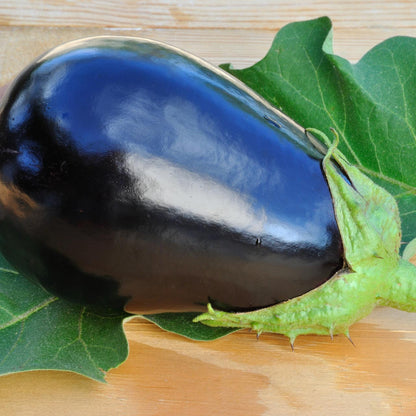 Black Beauty Aubergine Black Eggplant Melongene (Solanum melongena var. Black Beauty)