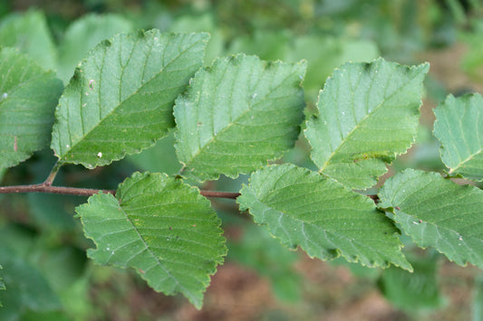 Red Elm Slippery Elm (Ulmus rubra winged)