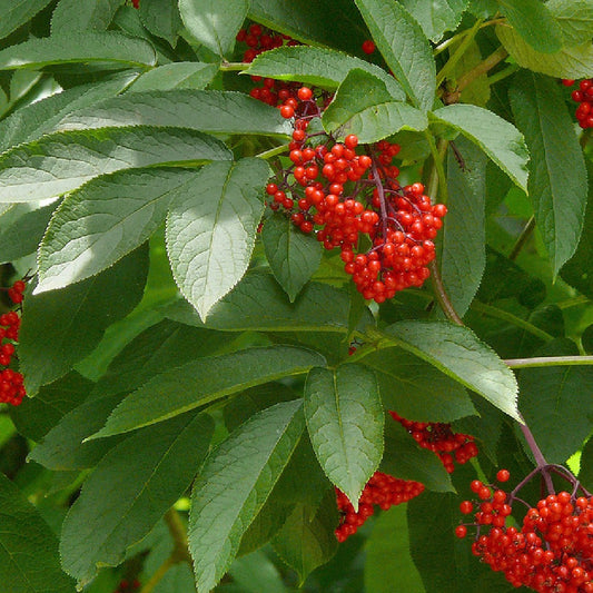 Pacific Red Coast Elder (Sambucus callicarpa)