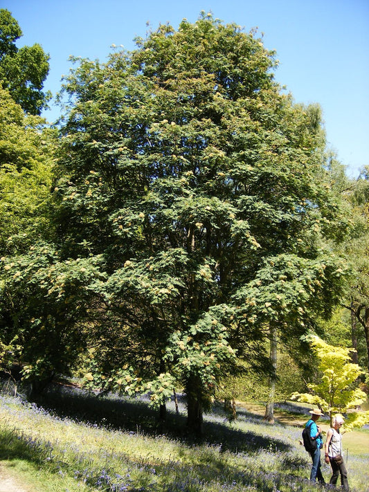 Amur Ash (Sorbus pohuashanensis)