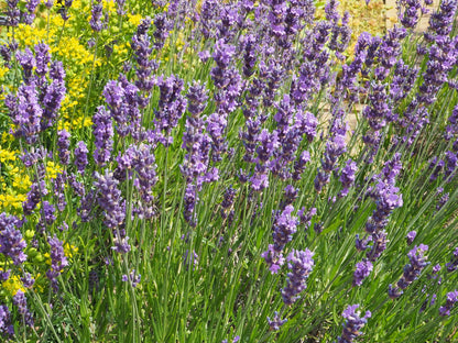Common Lavender English True Lavender (Lavandula angustifolia subsp. Angustifolia)