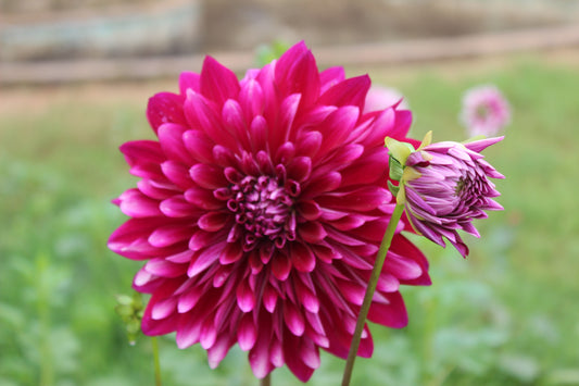 Cactus Flowered Hybrid Mix Dahlia (Dahlia variabilis Cactus flowered Hybrids mixed)