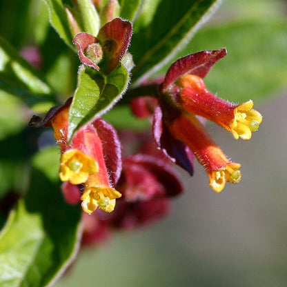 Twinberry Twinberry Honeysuckle (Lonicera involucrata)