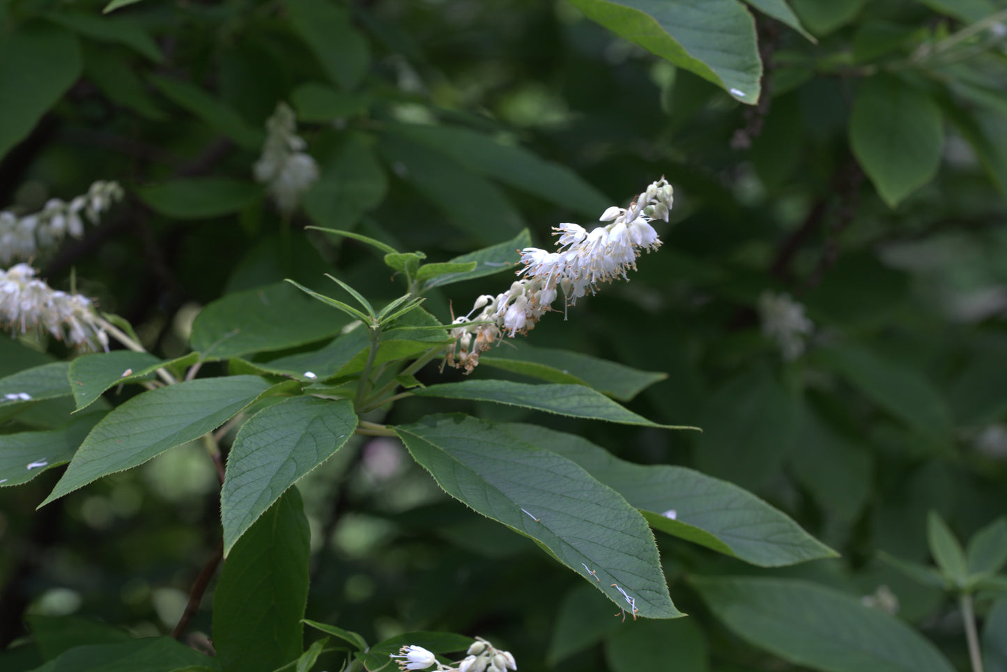 Cinnamon Clethra Pepperbush Sweet Pepper Bush Sweetpepperbush (Clethra acuminata)