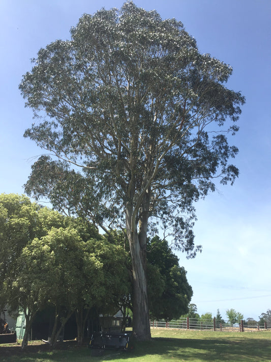 Blue Tasmanian Bluegum (Eucalyptus globulus)