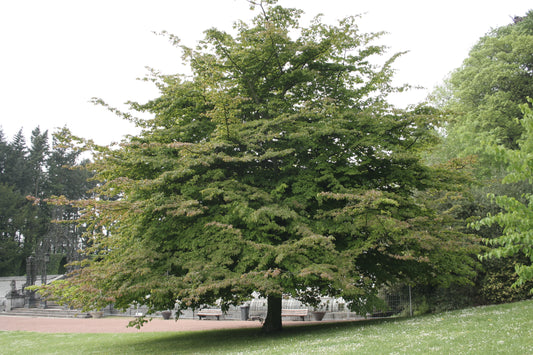 Persian Ironwood Persian Parrotia (Parrotia persica)