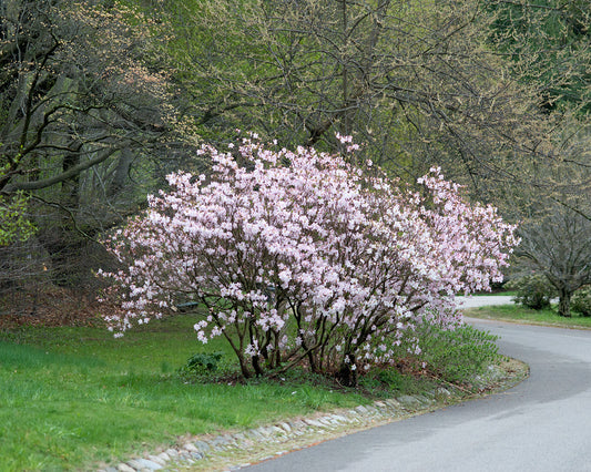 Royal Azalea (Rhododendron schlippenbachii)