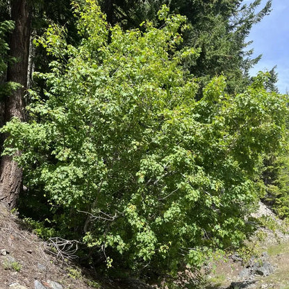 Douglas Maple Rocky Mountain Maple (Acer glabrum)