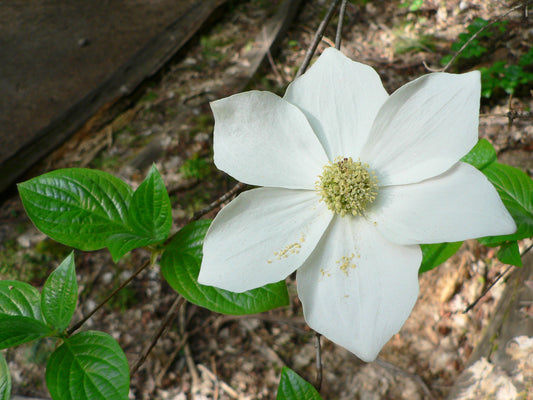 Pacific Dogwood (Cornus nuttallii)