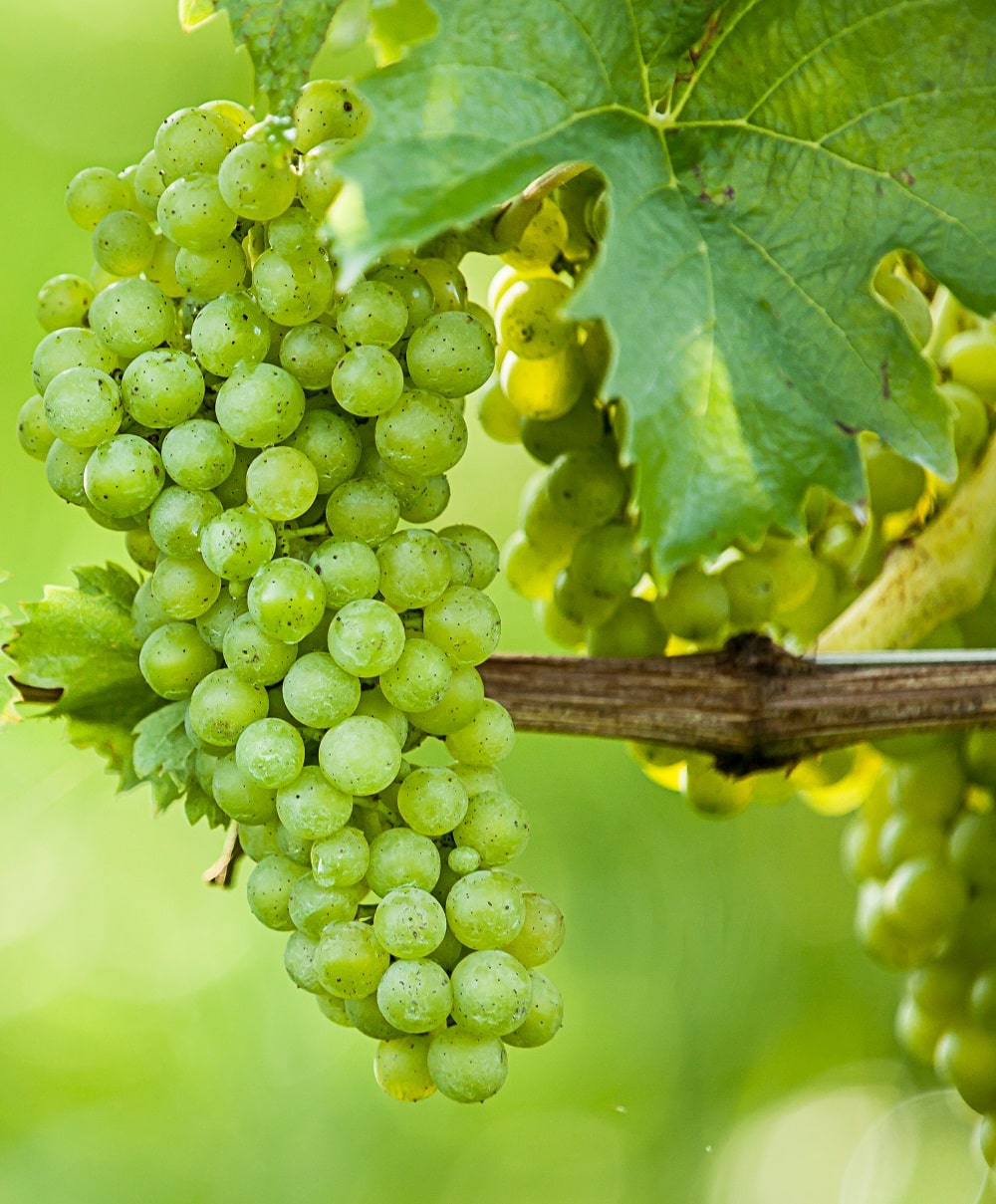 Cultivated Grape Domestic Grape-vine Wine Grape (Vitis vinifera)