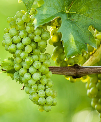 Cultivated Grape Domestic Grape-vine Wine Grape (Vitis vinifera)