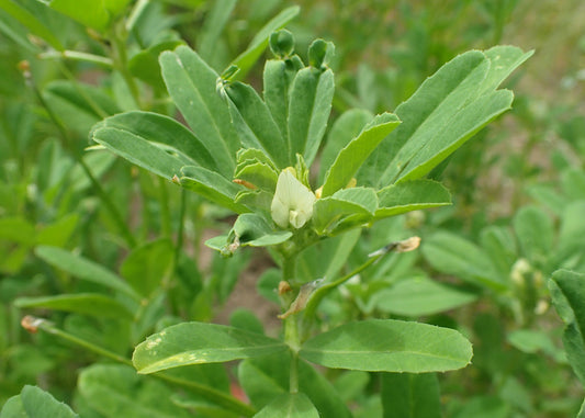 Fenugreek (Trigonella foenum-graecum)