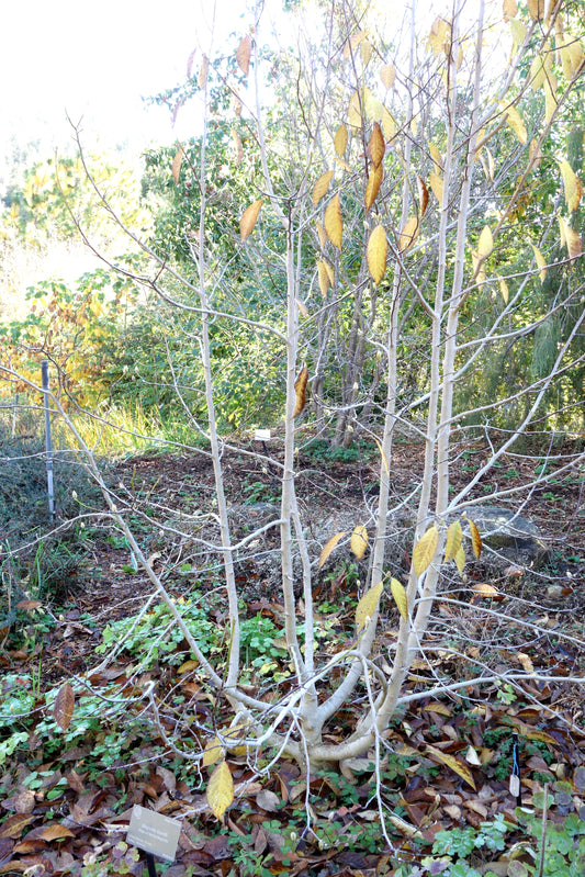 Bionds Magnolia Chinese Willow Leaf Hope Spring Magnolia (Magnolia biondii)