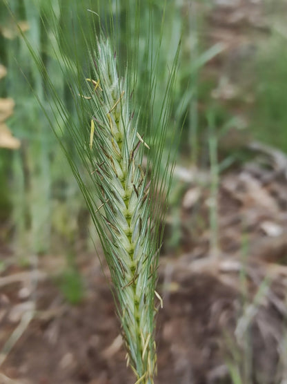 Cereal Rye Cultivated Rye (Secale cereale)