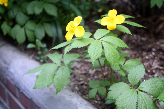 Forest Poppy (Hylomecon vernalis)
