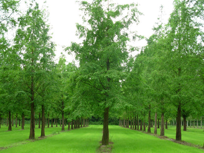 Dawn Redwood (Metasequoia glyptostroboides)