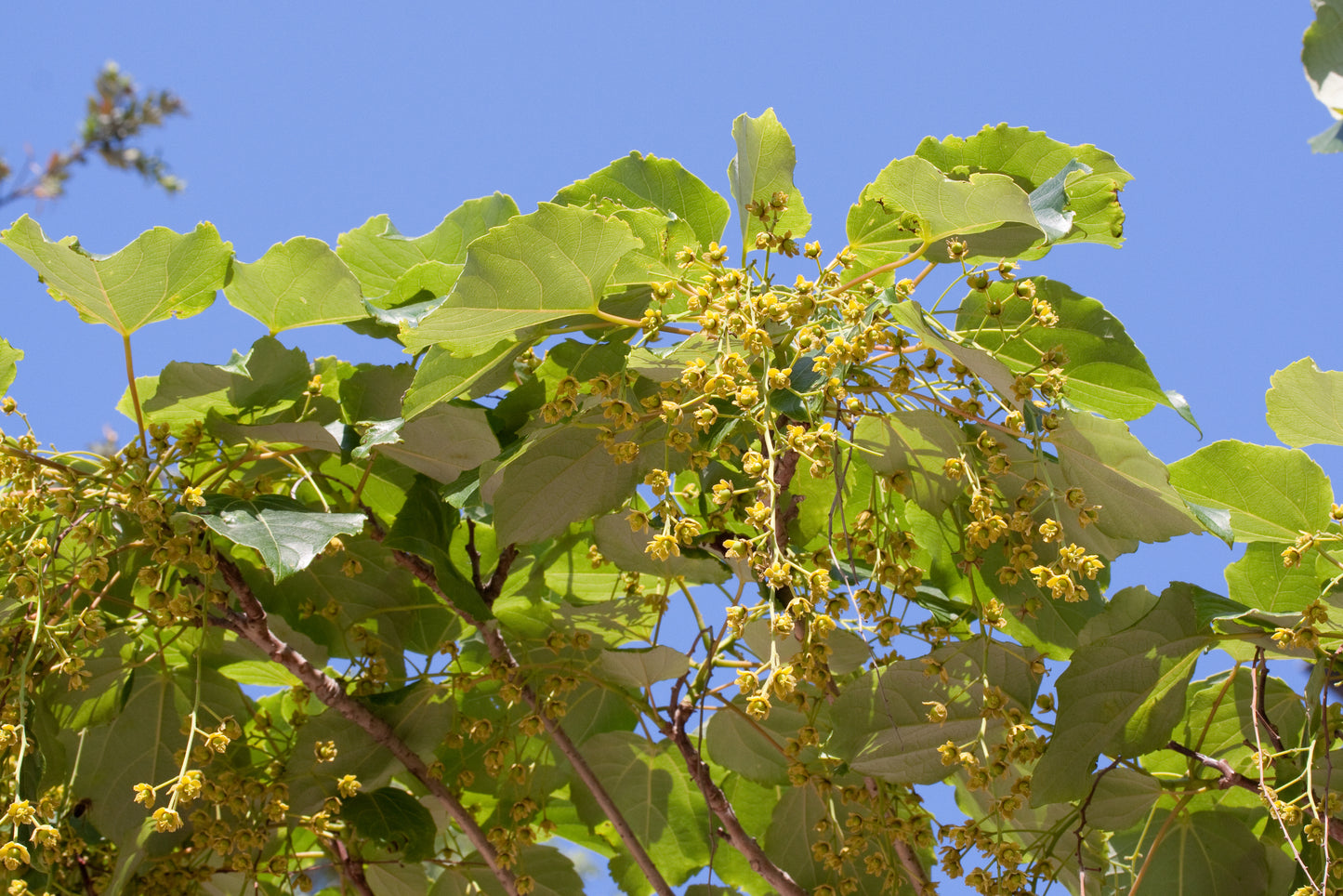 Ligiri Wonder Tree (Idesia polycarpa) – Sejahtera Seeds and Bulbs