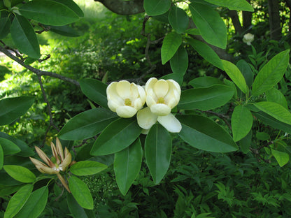 Sweetbay Sweetbay Magnolia (Magnolia virginiana Northern)