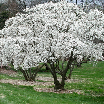 Star Magnolia (Magnolia stellata fresh berries)