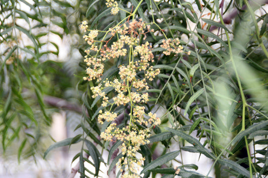 Pepper Peruvian Peppertree (Schinus molle)