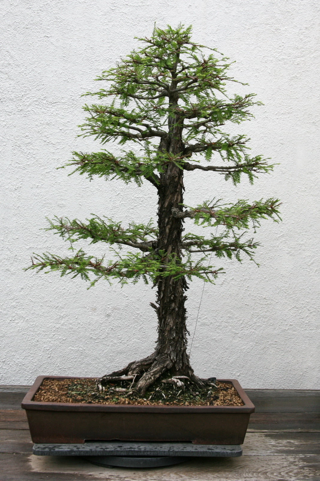 Ahuehuete Montezuma Baldcypress Cypress (Taxodium mucronatum ...