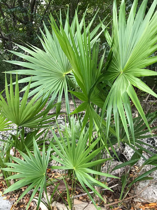 Saw Palmetto (Serenoa repens var. Green)