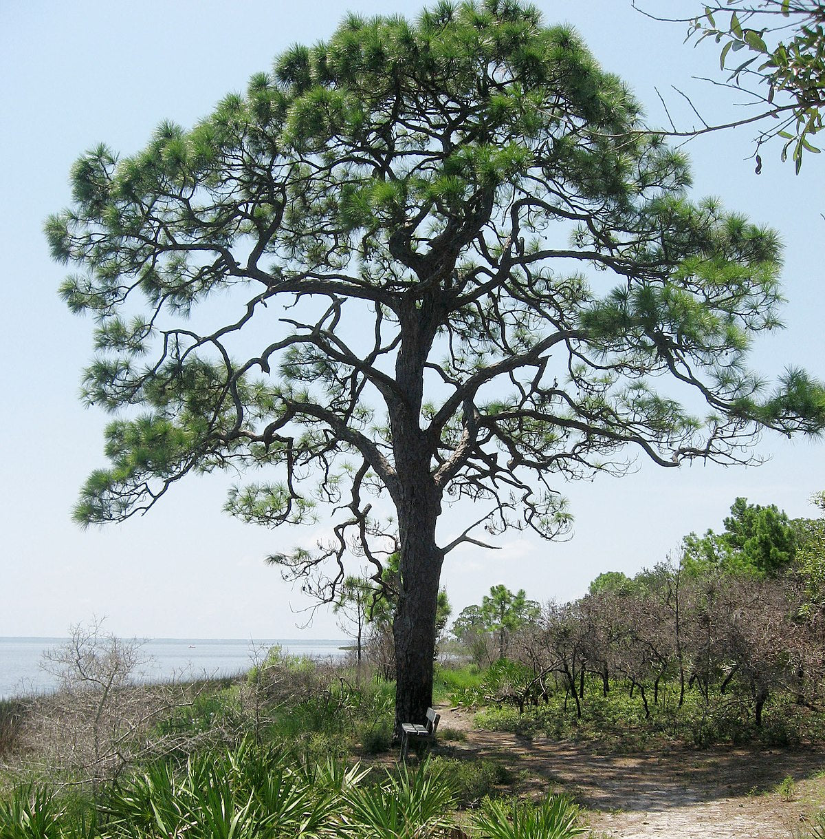 Slash Pine (Pinus elliottii)