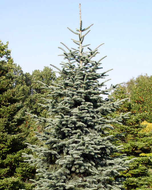 Noble Fir (Abies procera)