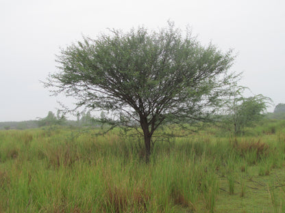 Algarrobo Mesquite (Prosopis juliflora)